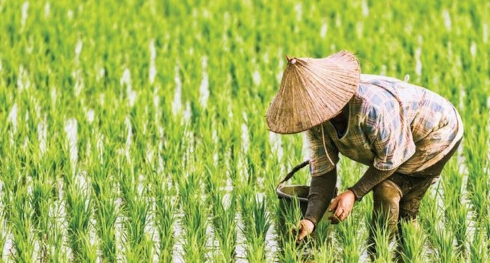 Kutim Defisit Beras 35 Ribu Ton, Produksi Lokal Baru 18 Persen